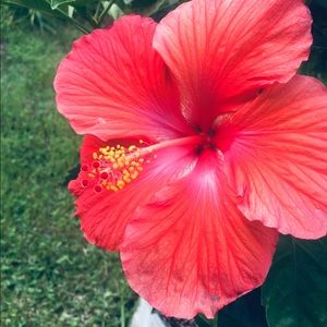 Meet your Posher, Bracey